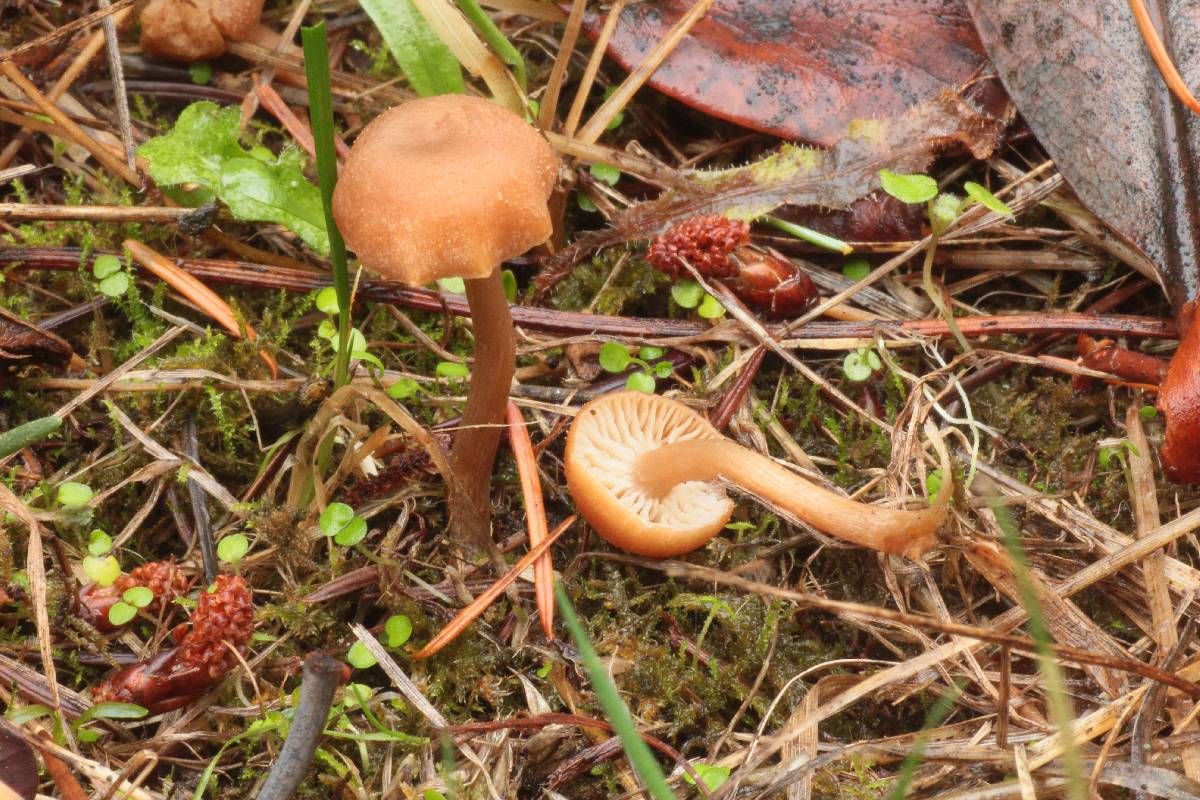 Tephrocybe oldae image