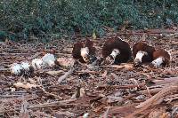 Agaricus lilaceps image