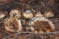 Agaricus lilaceps image