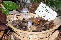 Cortinarius alboviolaceus image