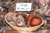 Cortinarius laniger image