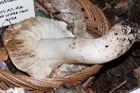 Tricholoma pardinum image