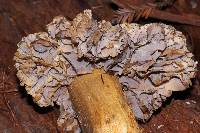 Tricholoma luteomaculosum image