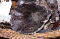 Tricholoma griseoviolaceum image