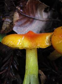 Hygrocybe acutoconica image