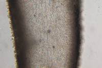 Hygrophorus eburneus image