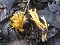 Clavulinopsis corniculata image