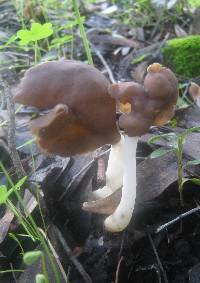 Helvella elastica image