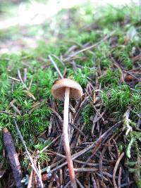 Psilocybe medullosa image