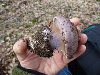 Cortinarius magicus image