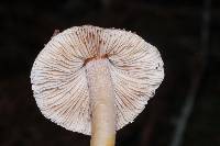 Inocybe grammata image