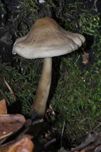 Mycena galericulata image