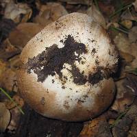 Inocybe fraudans image