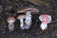 Agaricus brunneofibrillosus image