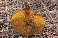 Cortinarius thiersii image