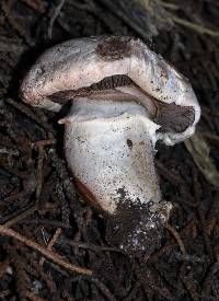 Agaricus agrinferus image