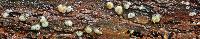 Helicogloea compressa image