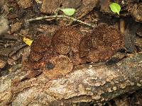 Hexagonia hydnoides image