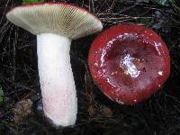 Russula persicina image