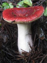 Russula persicina image