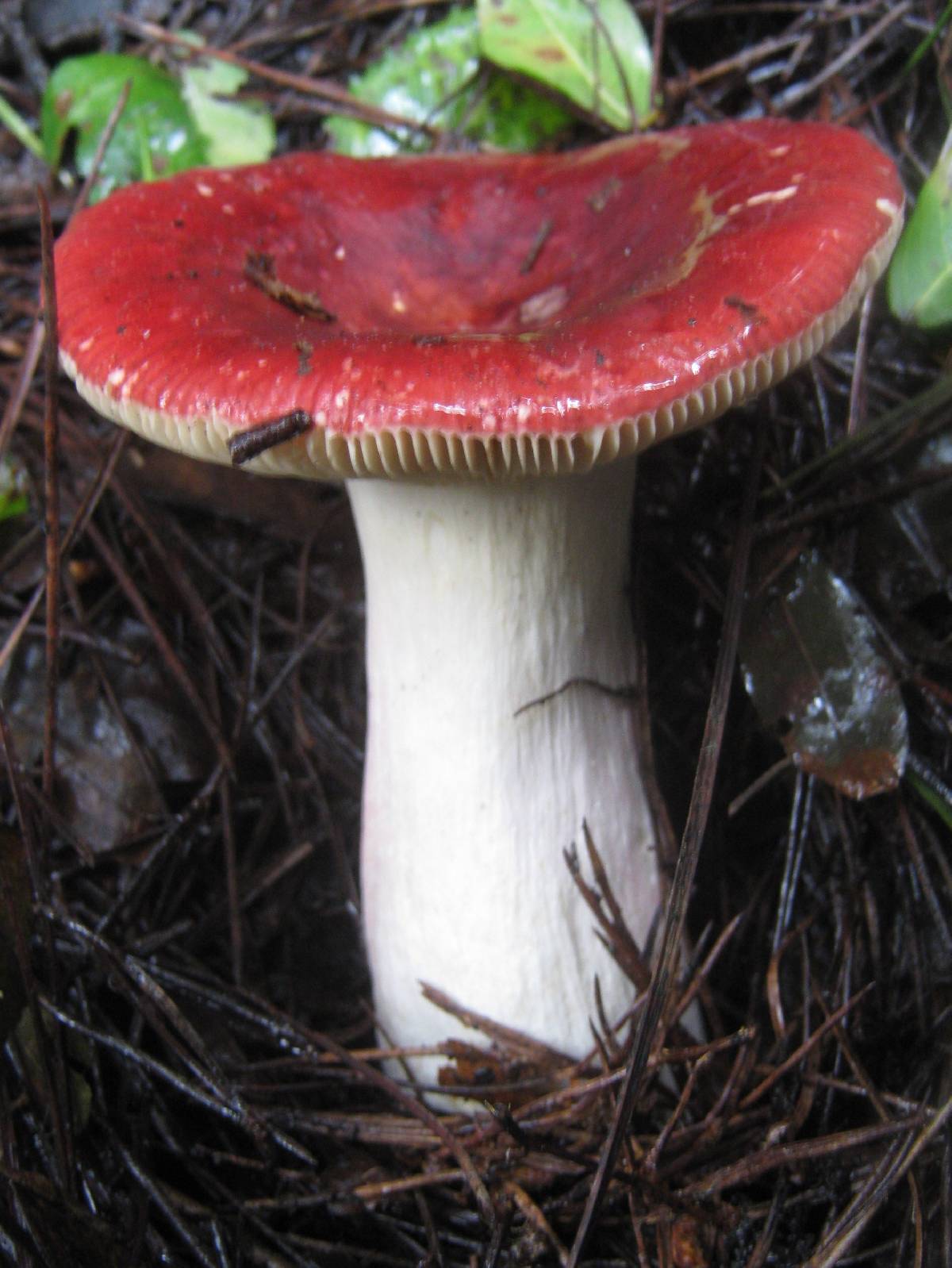 Russula persicina image