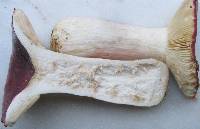 Russula persicina image