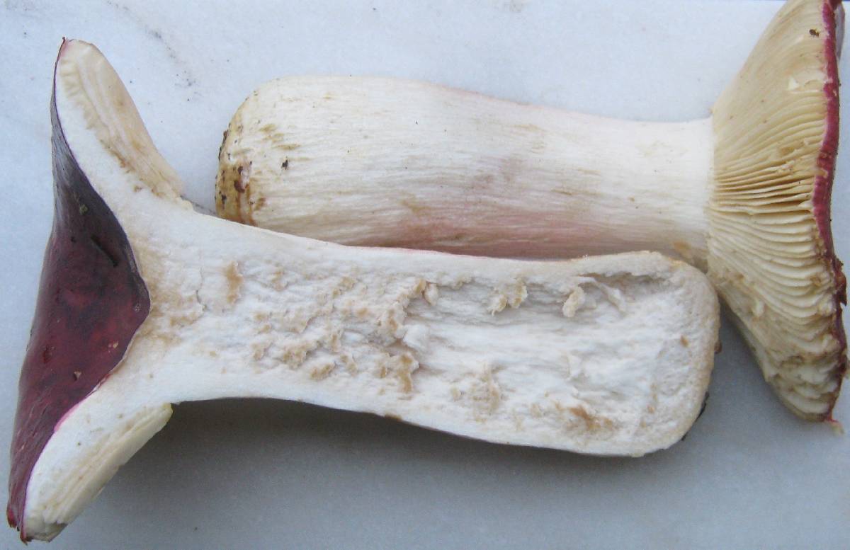 Russula persicina image