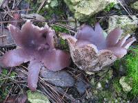 Sarcosphaera coronaria image