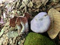 Cortinarius traganus image