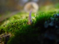 Mycena galopus var. galopus image