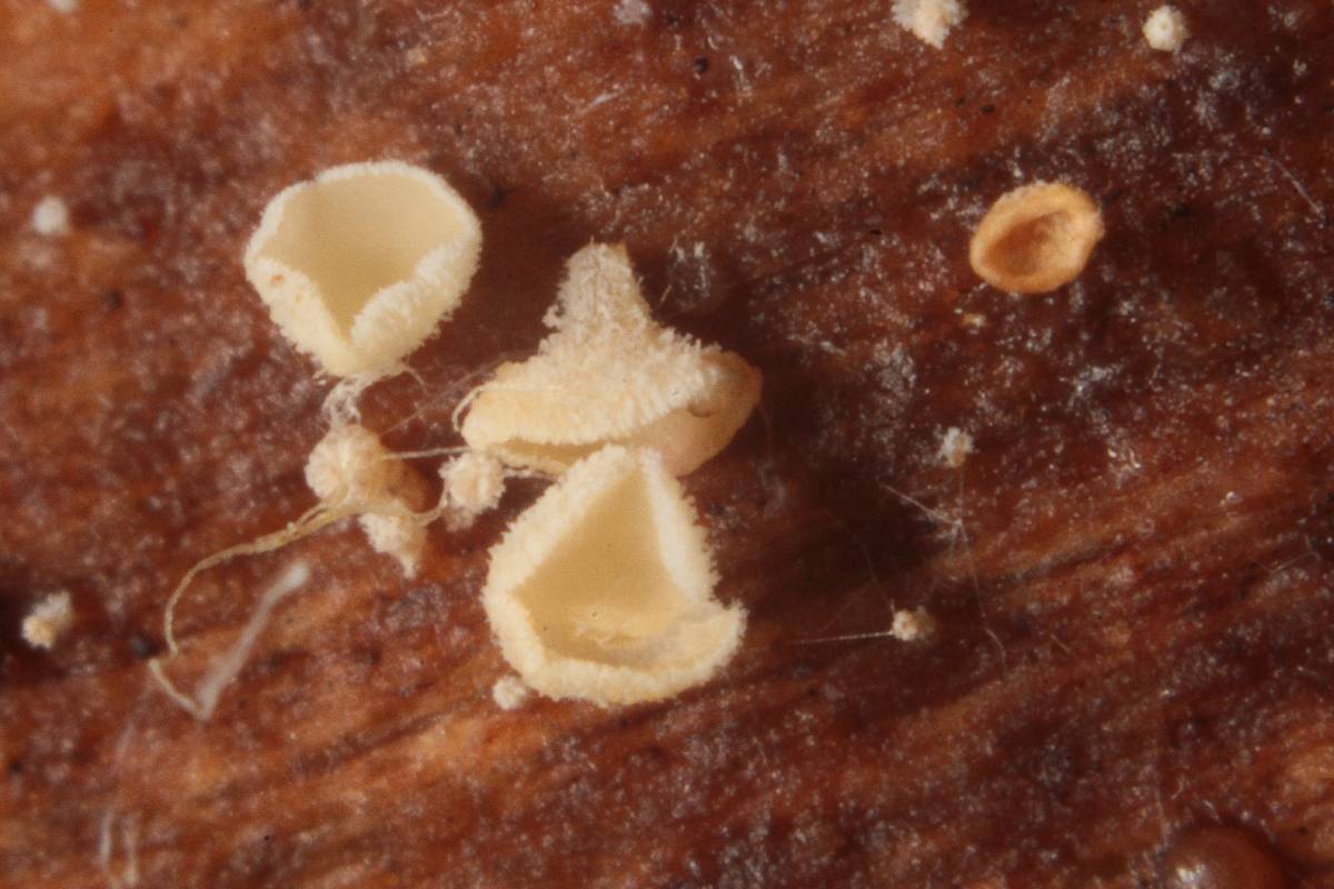 Lachnum brevipilosum image