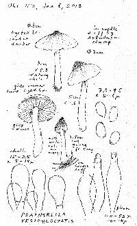 Psathyrella vesiculocystis image