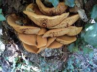 Gymnopilus ventricosus image