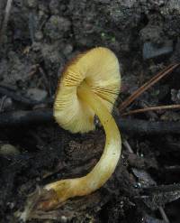 Pluteus romellii image