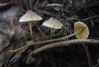 Mycena aurantiomarginata image