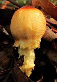 Lepiota magnispora image