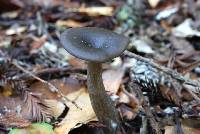 Pseudoclitocybe cyathiformis image