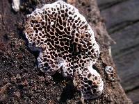 Datronia mollis image