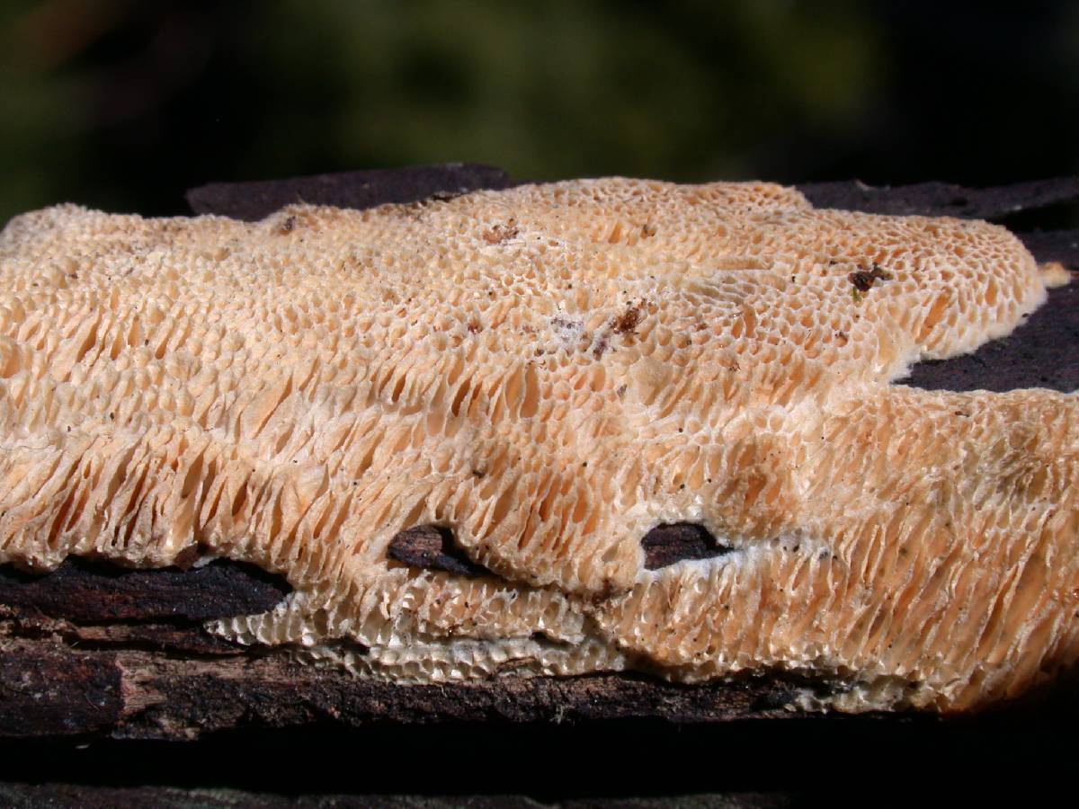 Antrodia heteromorpha image