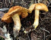 Cortinarius rubicundulus image