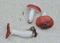 Russula californiensis image