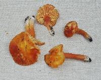 Hygrocybe aurantiosplendens image