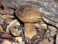 Suillus fuscotomentosus image