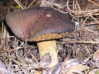 Suillus fuscotomentosus image