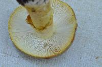 Amanita augusta image