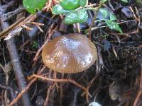 Entoloma hebes image