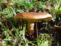 Tricholoma fulvum image