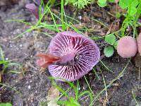 Laccaria amethystina image