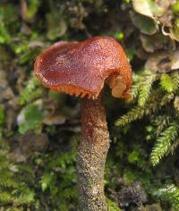 Rhodocybe nitellina image