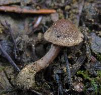 Inocybe griseolilacina image